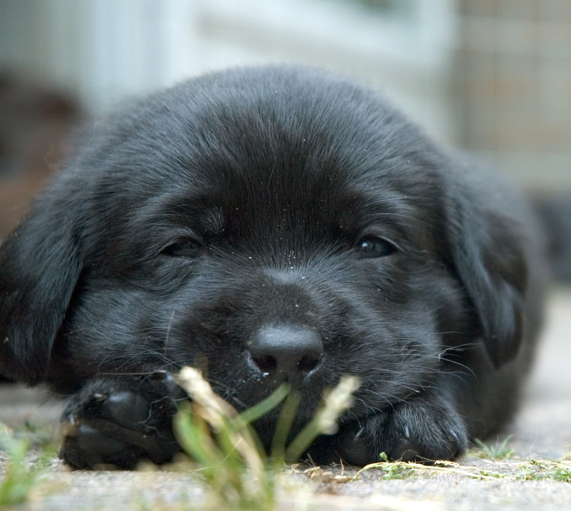 černy labrador 4