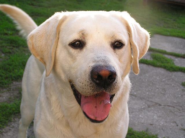 labrador sv